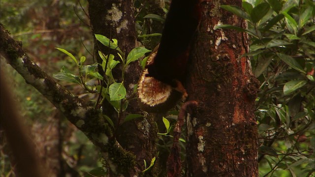 Indian giant squirrel - ML471069