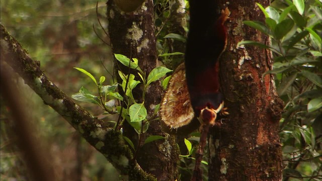 Indian giant squirrel - ML471070