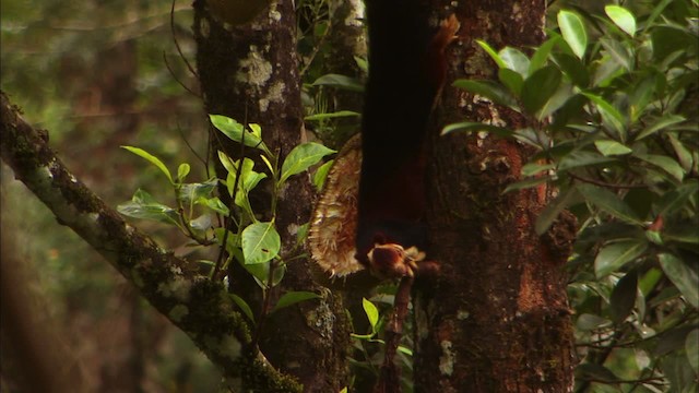 Indian giant squirrel - ML471071