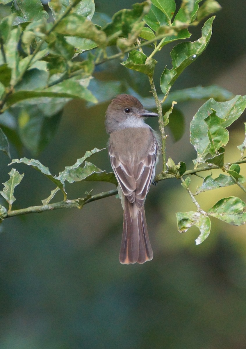Brown-crested Flycatcher (South American) - Brian Ahern
