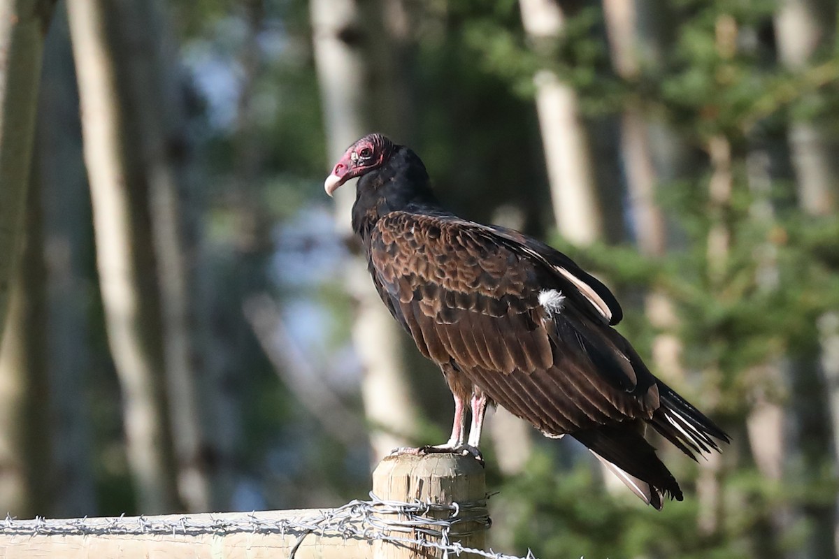 Turkey Vulture - ML471076401