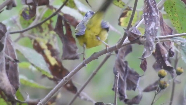 Three-banded Warbler - ML471079751