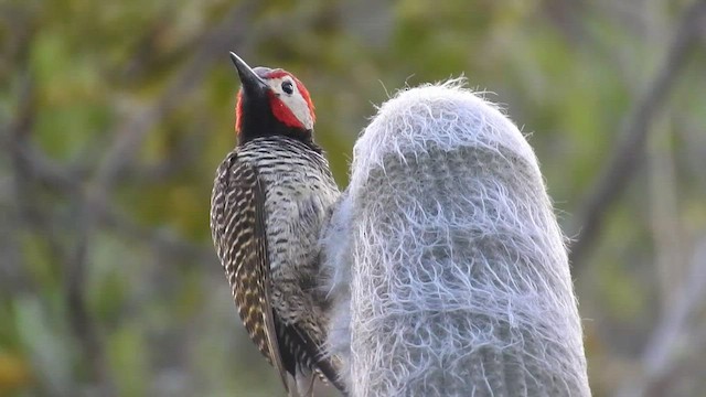 Black-necked Woodpecker - ML471082351