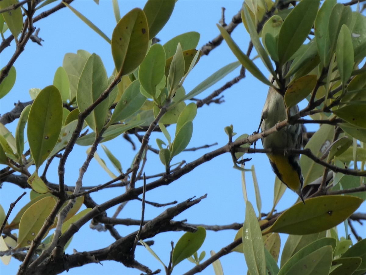 Yellow-throated Warbler - ML471086911