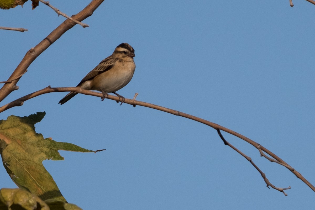 Pin-tailed Whydah - ML471087481
