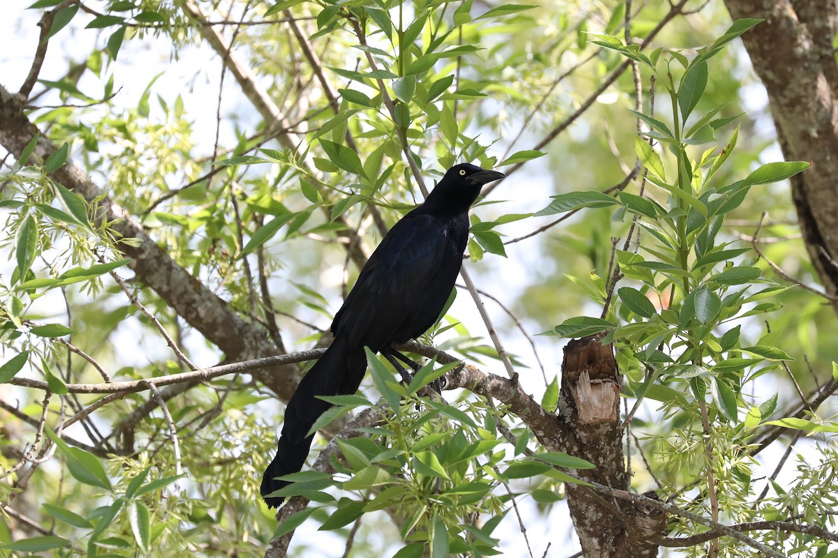 Great-tailed Grackle - ML471091251