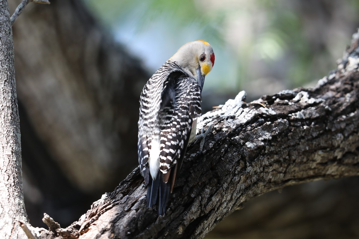 Golden-fronted Woodpecker - ML471091691
