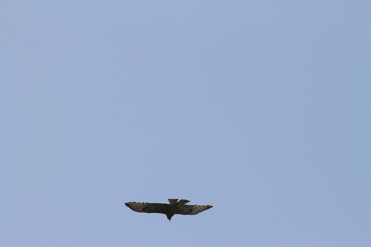 Square-tailed Kite - ML471091881