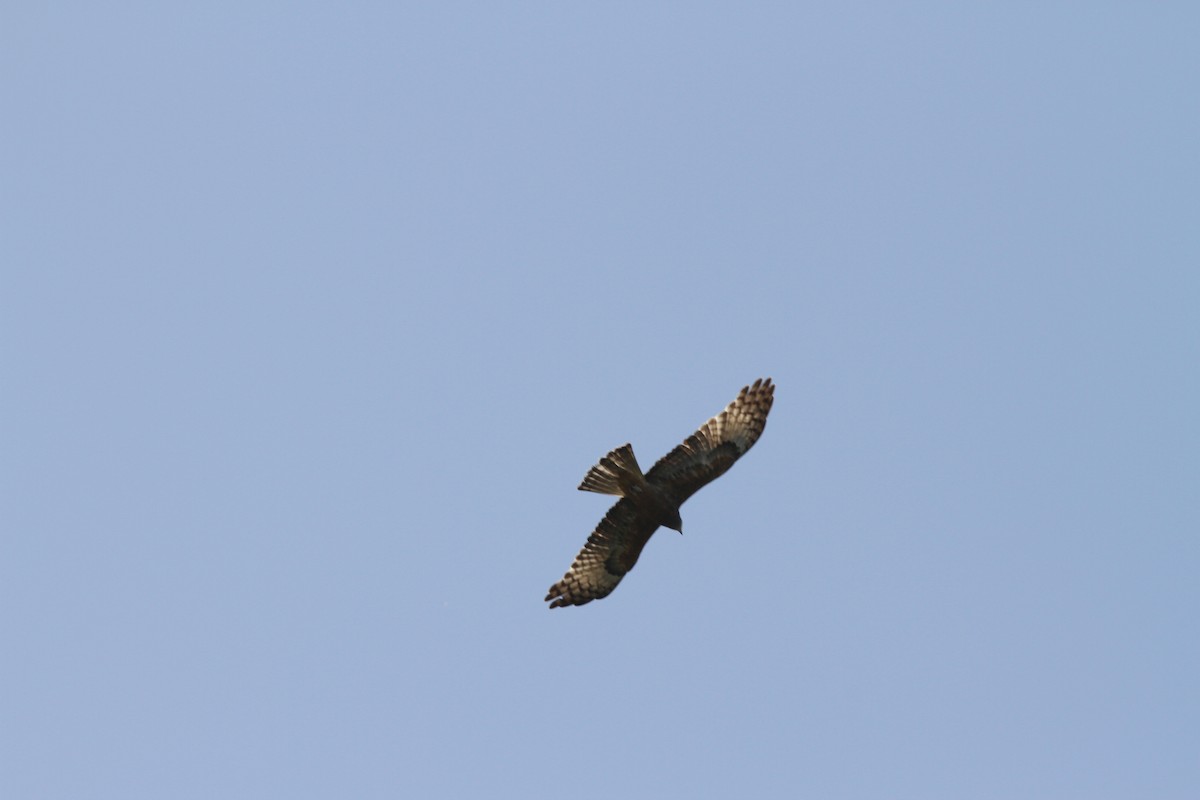 Square-tailed Kite - ML471092321