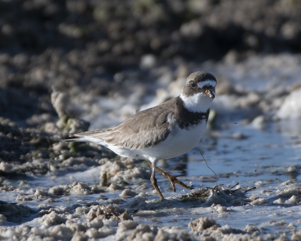 Semipalmated Plover - ML471097031