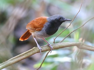  - White-bellied Antbird