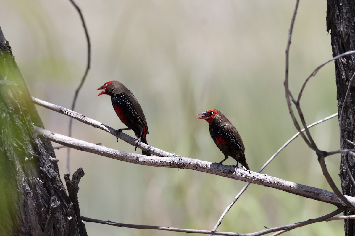 Painted Firetail - ML471103851