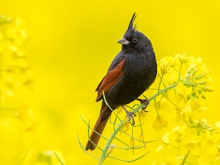  - Crested Bunting