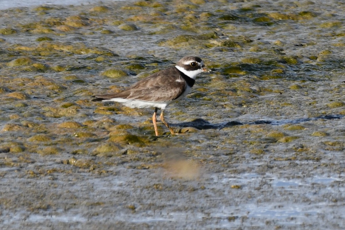 Semipalmated Plover - ML471104201