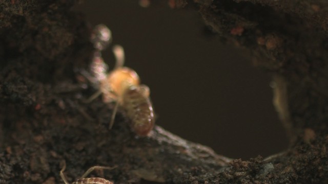 Termites - ML471113