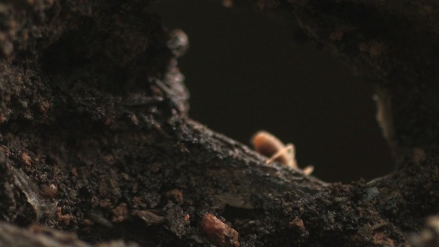 Termites - ML471114