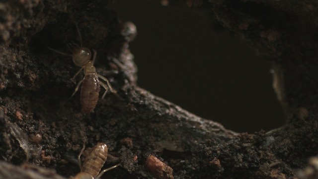 Termites - ML471115