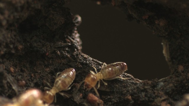 Termites - ML471116