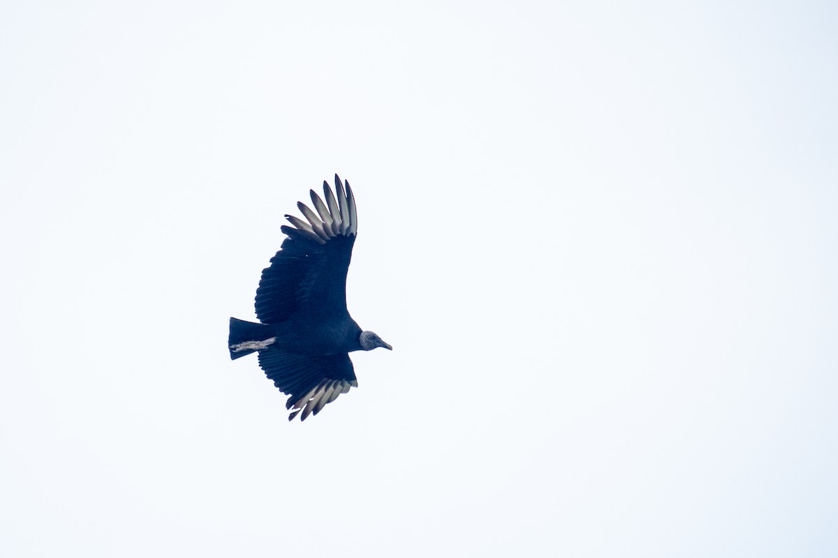 Black Vulture - ML471120391