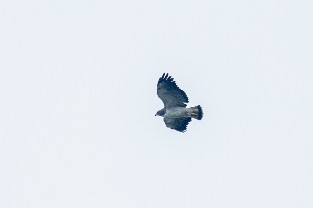 White-tailed Hawk - ML471120571