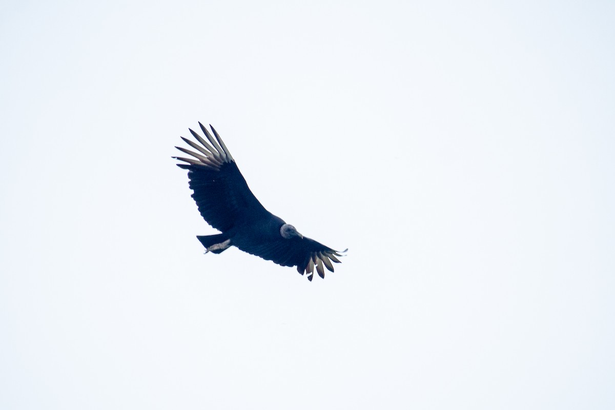 Black Vulture - ML471120581