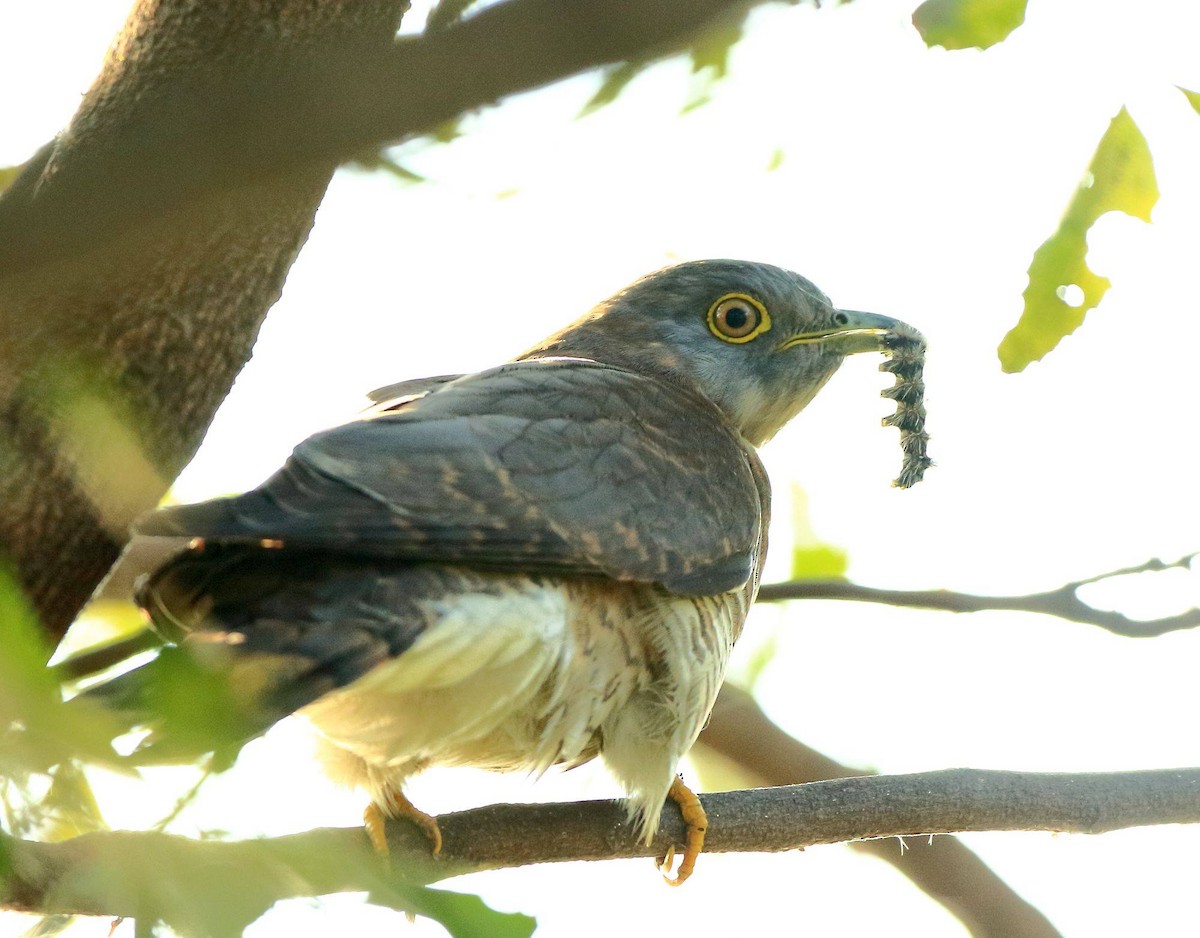 Common Hawk-Cuckoo - Arnab Pal