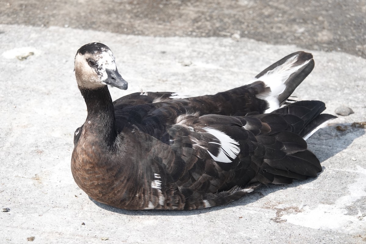 Domestic goose sp. (Domestic type) - ML471127851