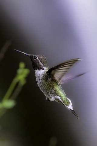 Anna's Hummingbird - Joshua Joun