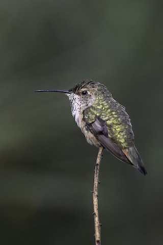 Allen's Hummingbird - Joshua Joun