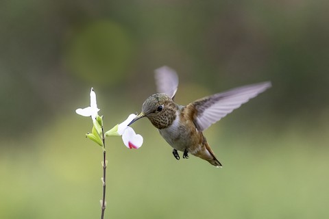 Allen's Hummingbird - Joshua Joun