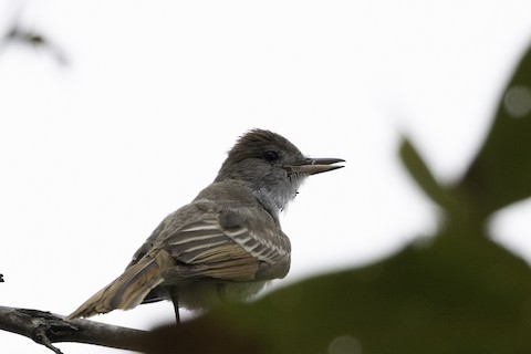 Ash-throated Flycatcher - Joshua Joun