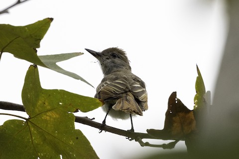 Ash-throated Flycatcher - Joshua Joun