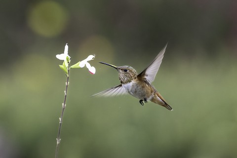 Allen's Hummingbird - Joshua Joun