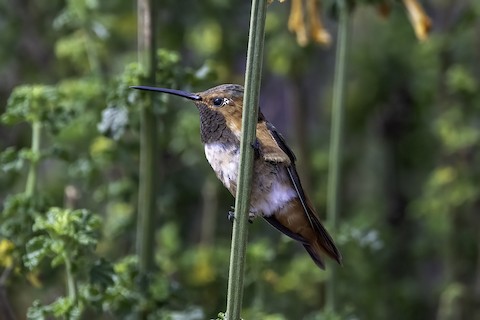 Allen's Hummingbird - Joshua Joun