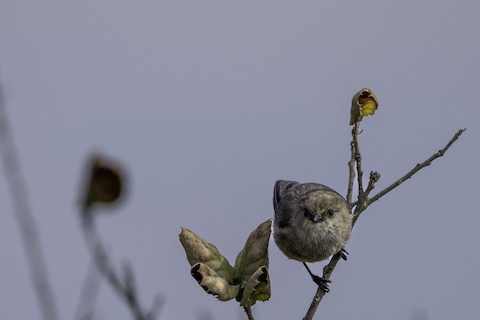 Bushtit - Joshua Joun