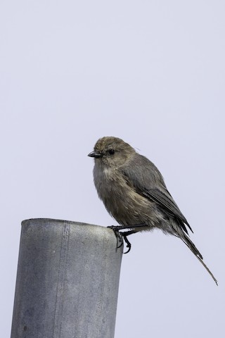 Bushtit - Joshua Joun