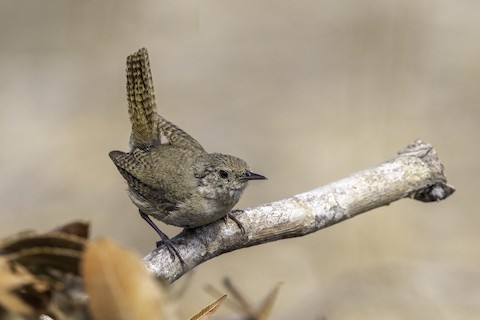 House Wren - Joshua Joun