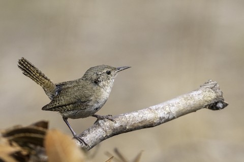 House Wren - Joshua Joun