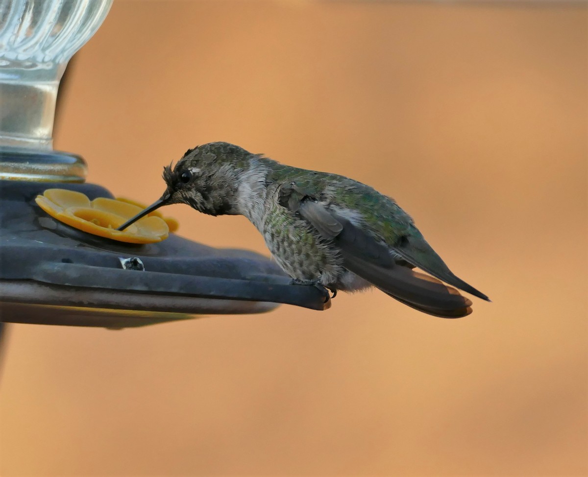 Anna's Hummingbird - ML471132921