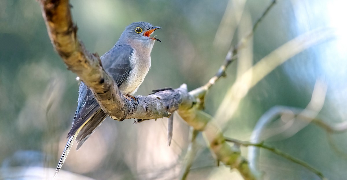 Fan-tailed Cuckoo - Martin Anderson
