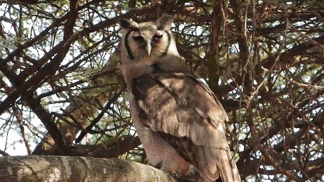 Verreaux's Eagle-Owl - ML471138521