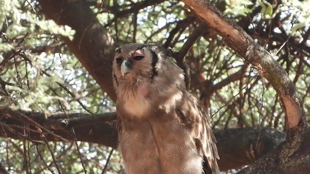 Verreaux's Eagle-Owl - ML471138541