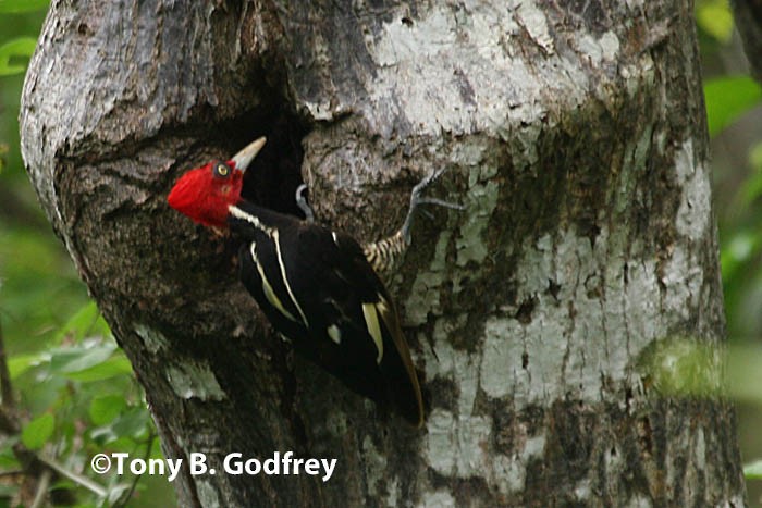 Pale-billed Woodpecker - Tony Godfrey