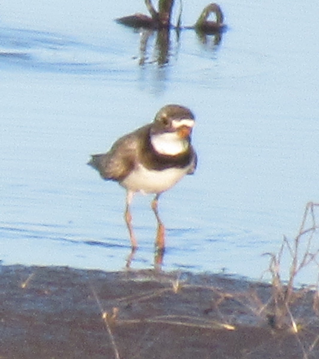 Semipalmated Plover - ML471139251