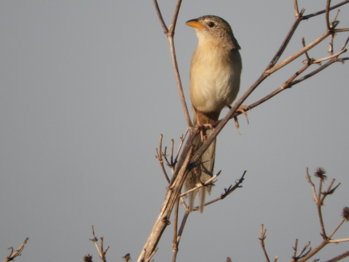 Wedge-tailed Grass-Finch - ML471139491