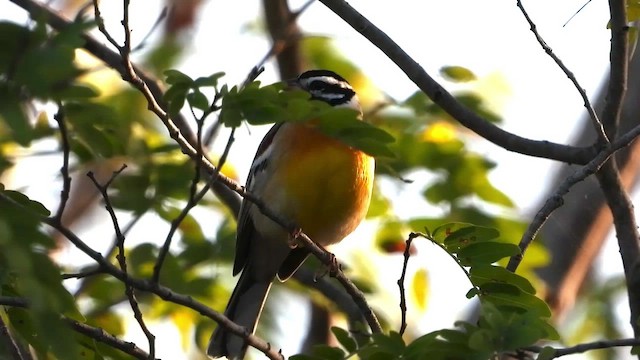 Golden-breasted Bunting - ML471140231