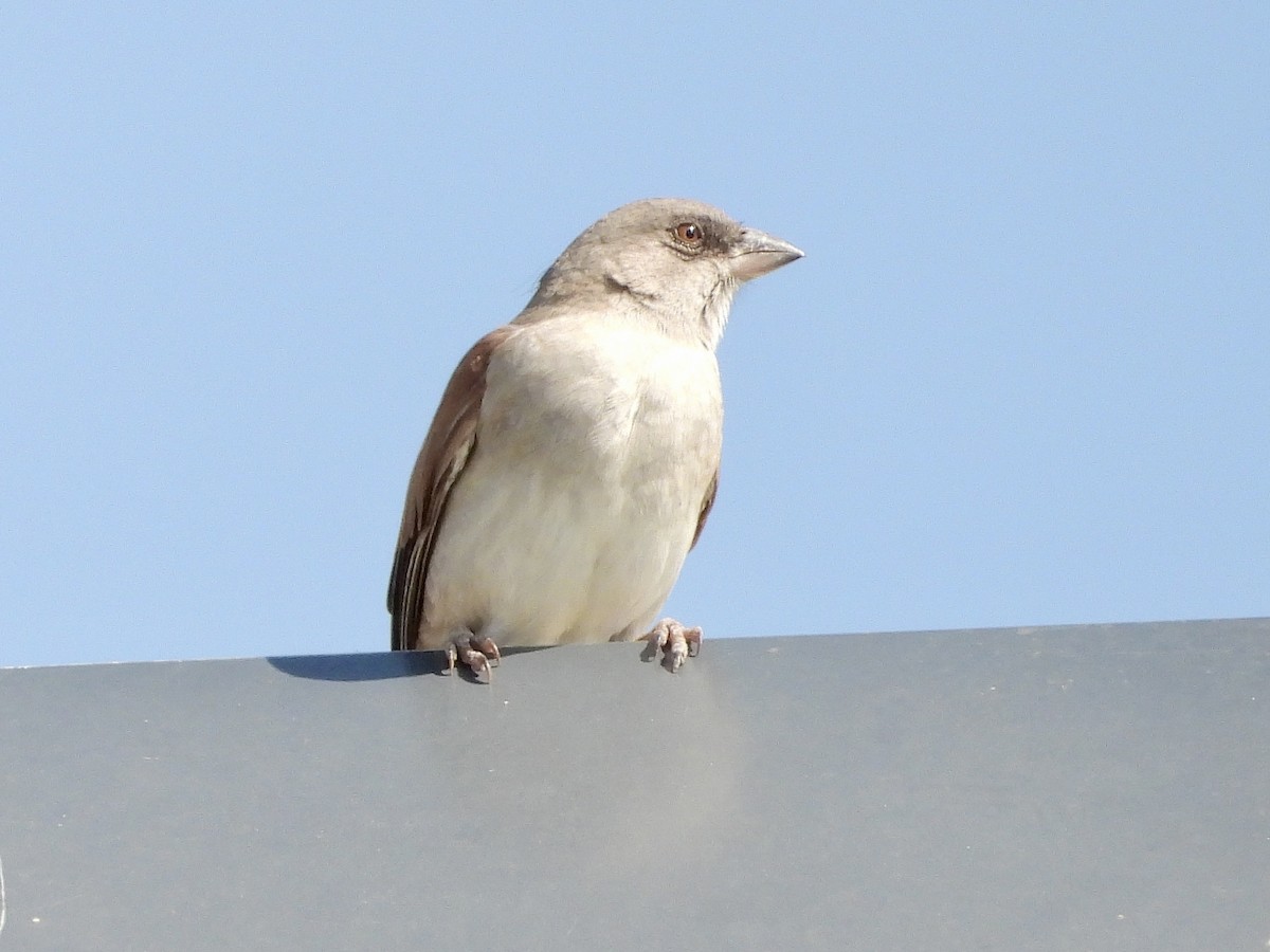 Northern Gray-headed Sparrow - ML471142491