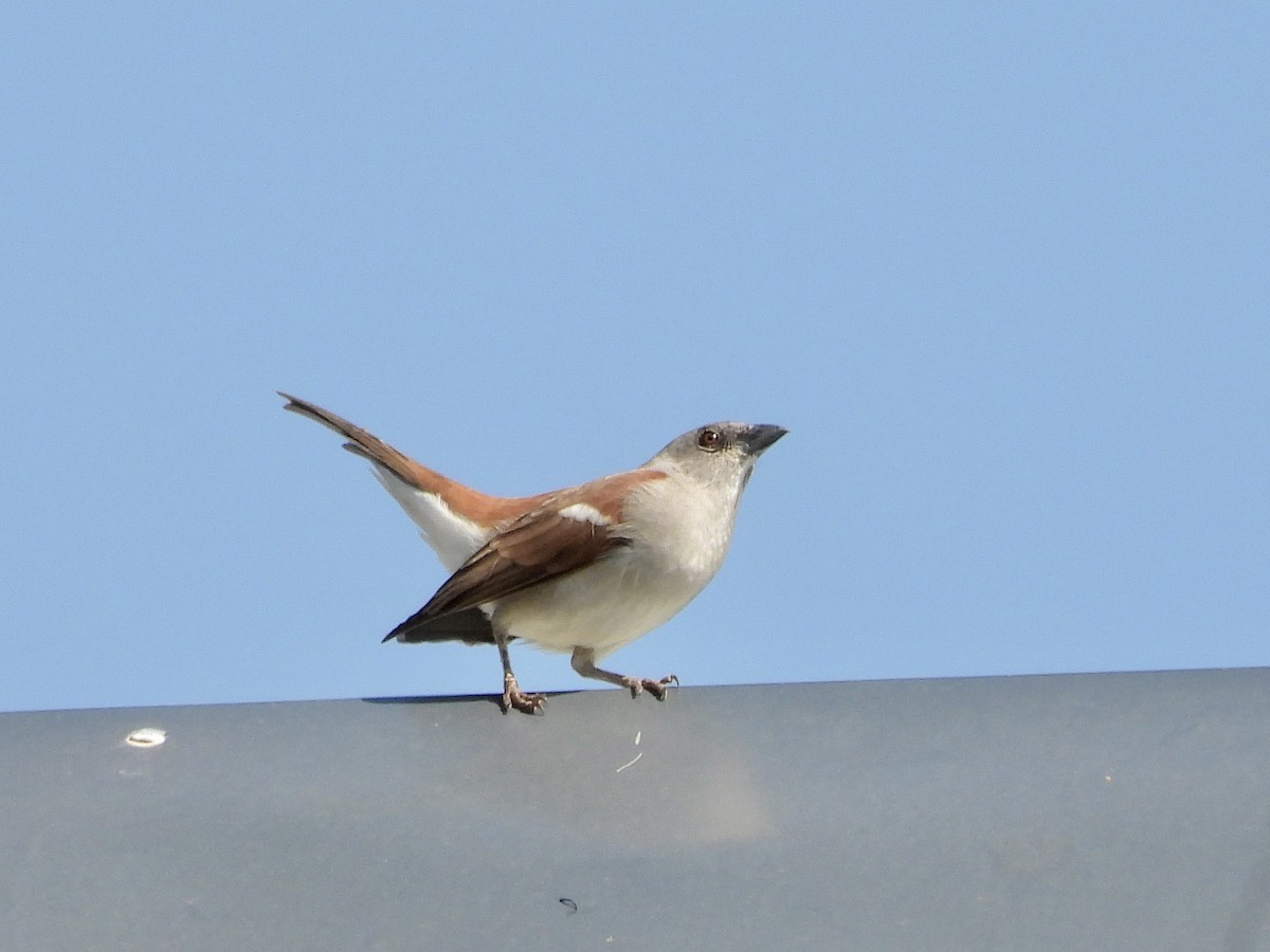 Northern Gray-headed Sparrow - ML471142501