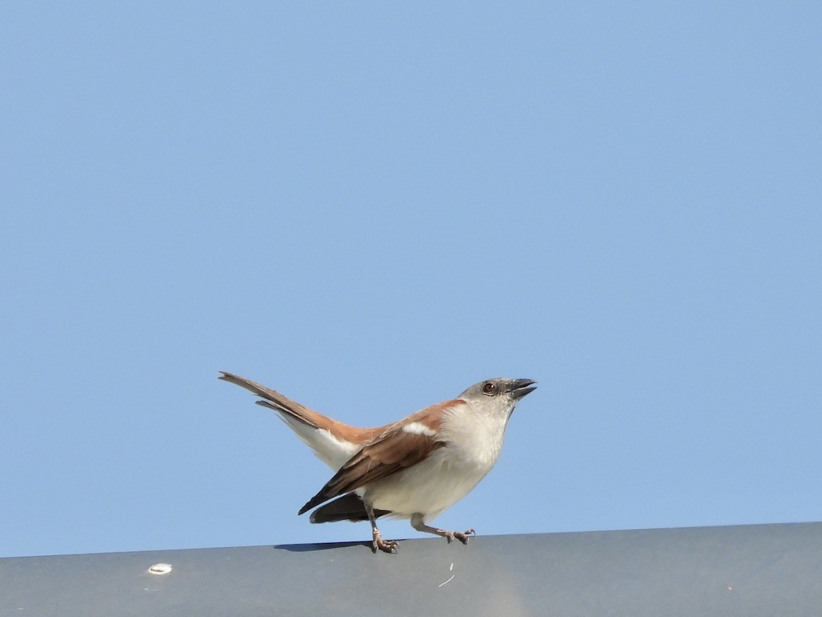 Northern Gray-headed Sparrow - ML471142511