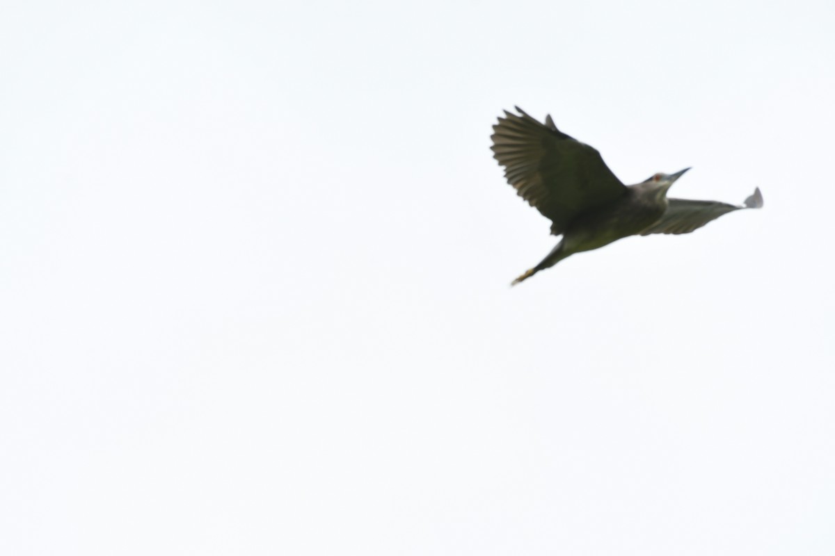 Black-crowned Night Heron - Sunanda Vinayachandran